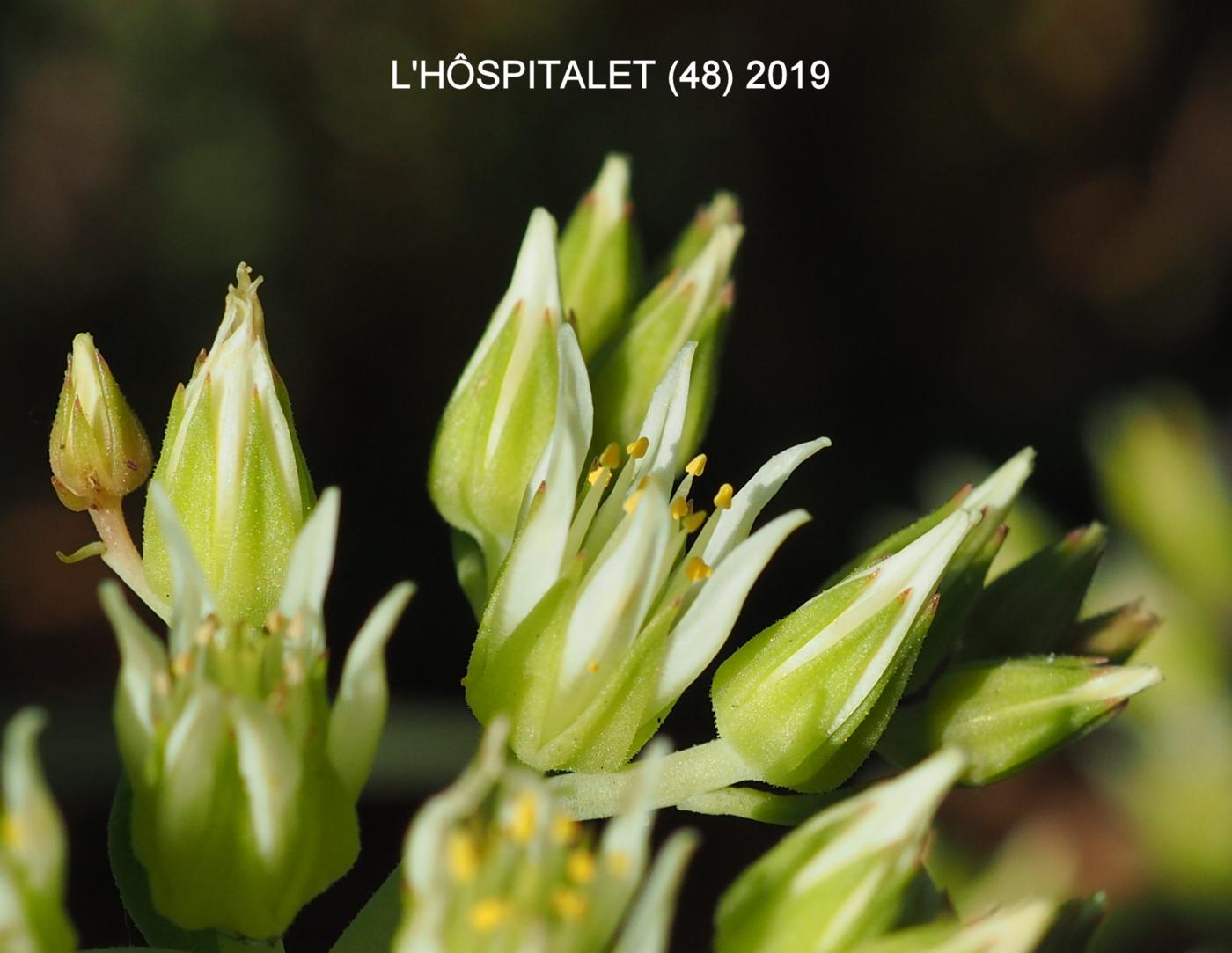 Stonecrop, [Pale yellow] flower